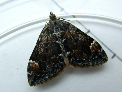 Dark Marbled Carpet